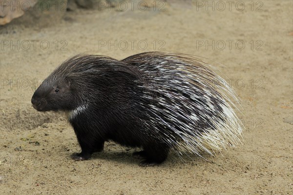 Indian white-tailed porcupine