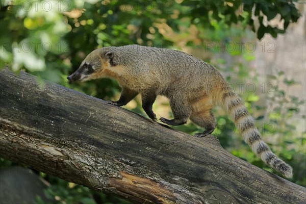 South American coati