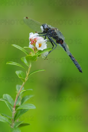 White-faced darter