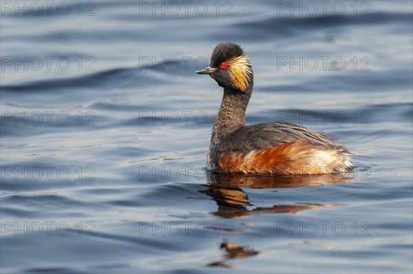 Black-necked Grebe