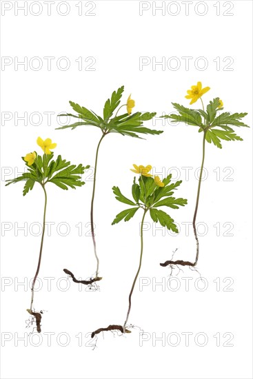 Yellow Anemones