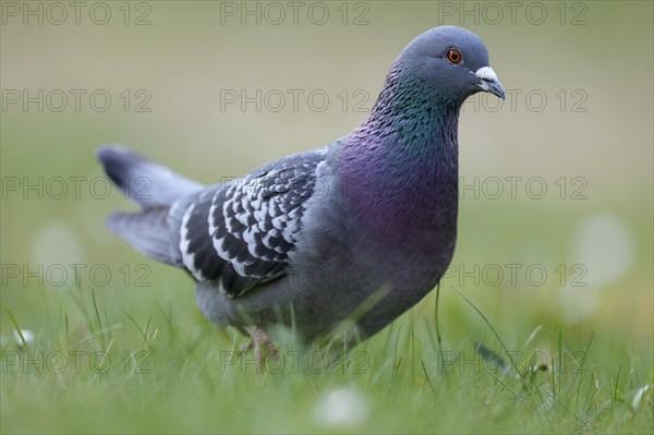 City dove