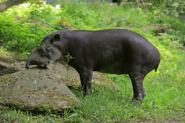 Lowland tapir