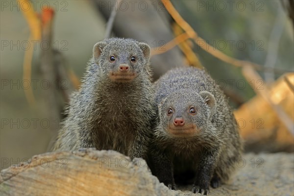 Dwarf mongoose