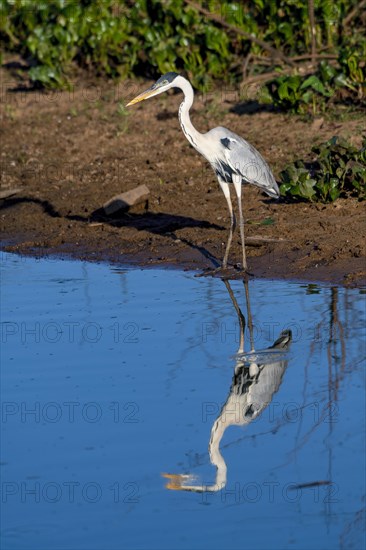 Cocoi heron