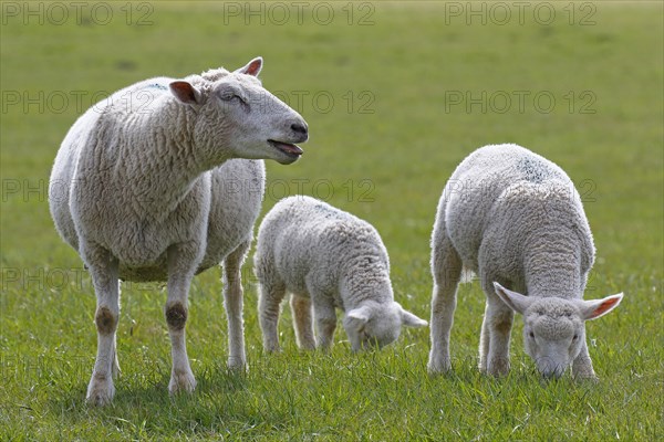 Bleating domestic sheep