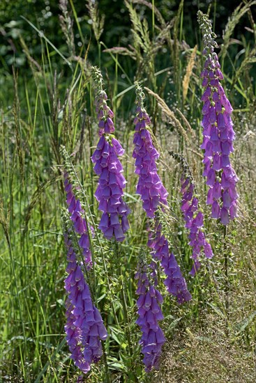 Common foxglove