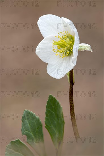 Black hellebore