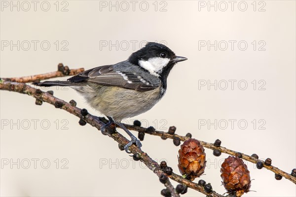 Coal tit