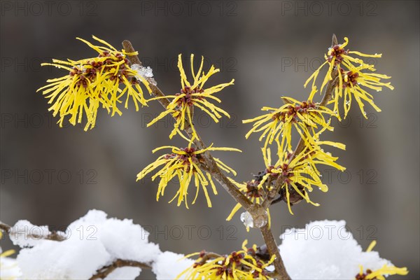 Witch-hazel