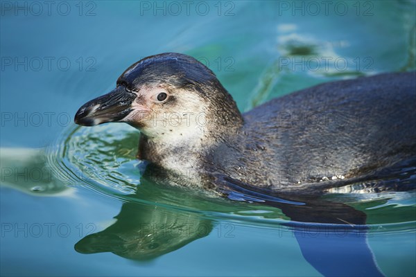 Humboldt penguin