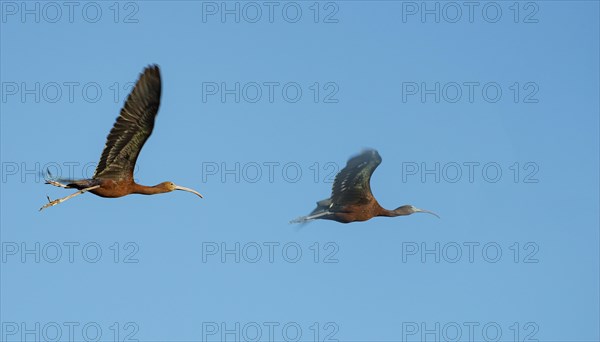 Glossy ibis