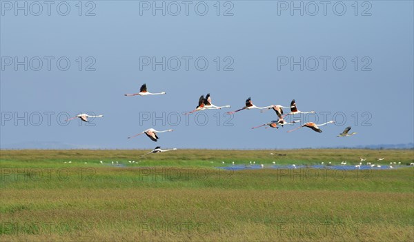 Greater flamingos