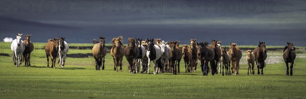 Domestic Horses