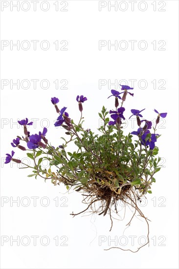 Aubrietas