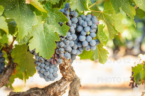 Grapes