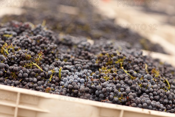 Harvested ripened wine grapes in crates