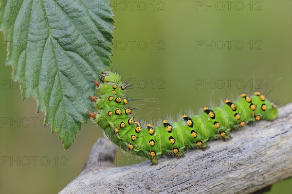 Caterpillar of a night peacock