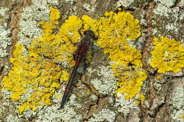 White-faced darter