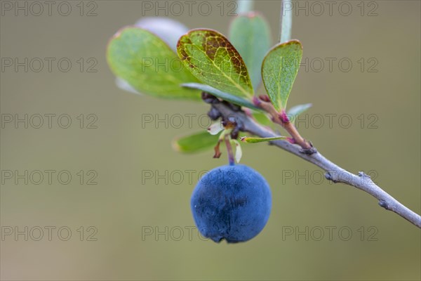 Bog bilberry