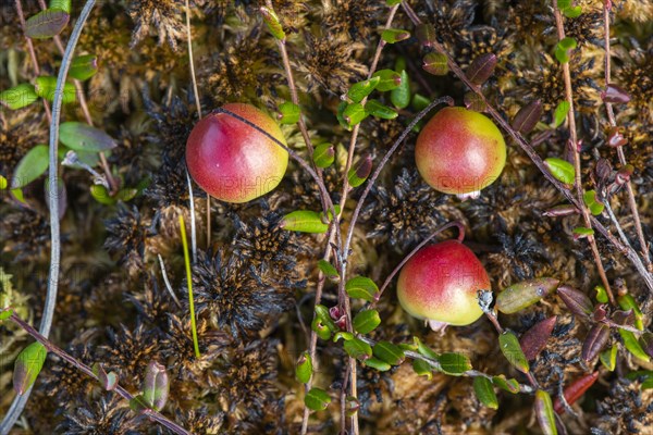 Small cranberry