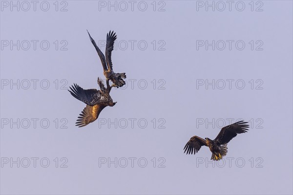 Young white-tailed eagles