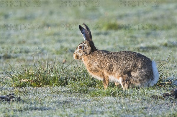 European hare