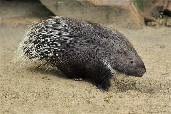 Indian white-tailed porcupine