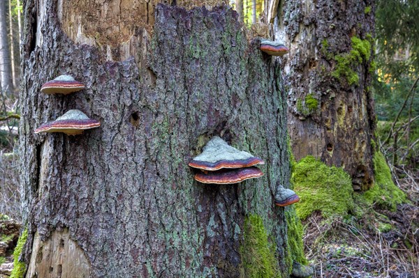 Spruce spores