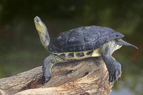 Chinese stripe-necked turtle