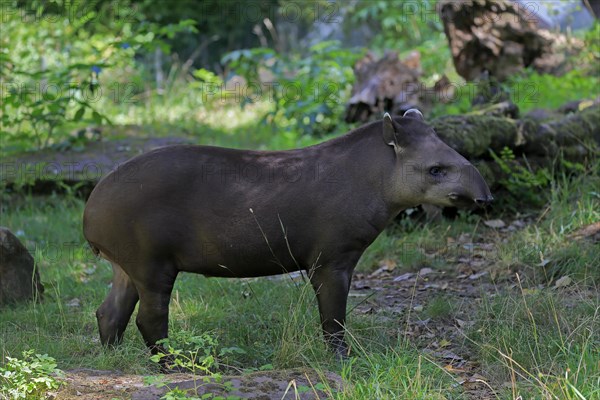 Lowland tapir