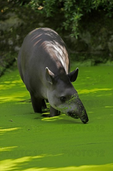 Lowland tapir