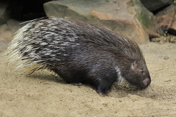 Indian white-tailed porcupine