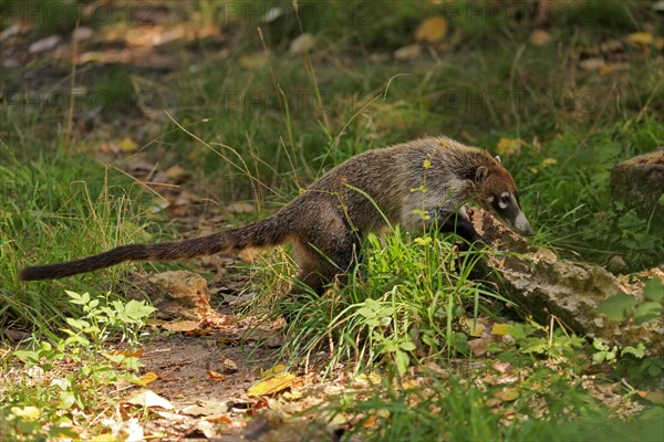 White-trunked coati