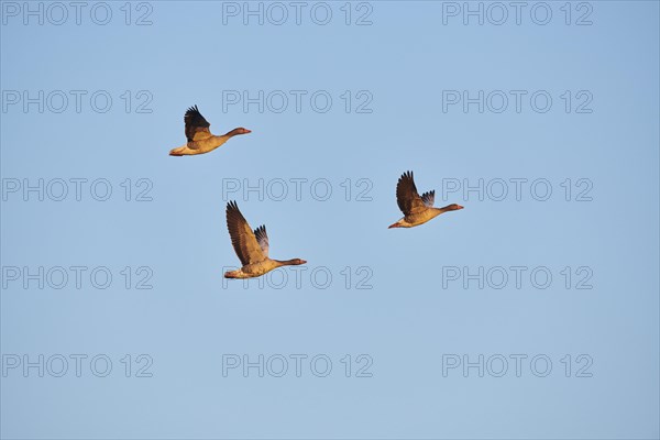 Greylag geese