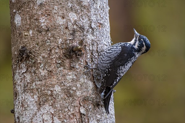 Three-toed Woodpecker