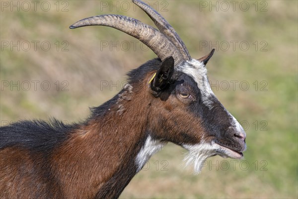 Tauernschecken domestic goat