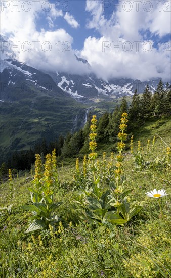 Great yellow gentian