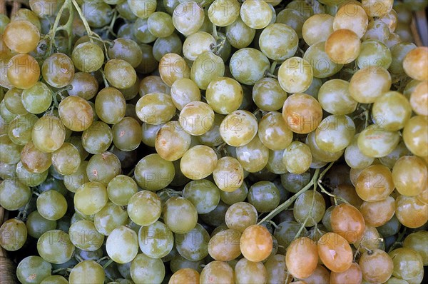 WHITE CHASSELAS GRAPES