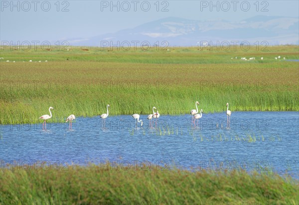 Greater flamingos