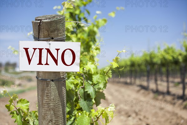 Vino sign on post at the end of a vineyard row of grapes