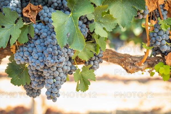 Grapes