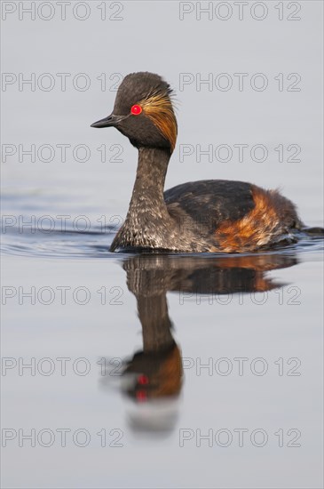 Black-necked Grebe