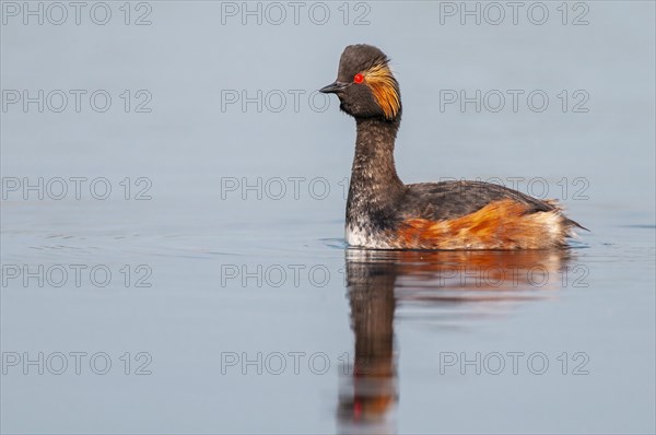 Black-necked Grebe