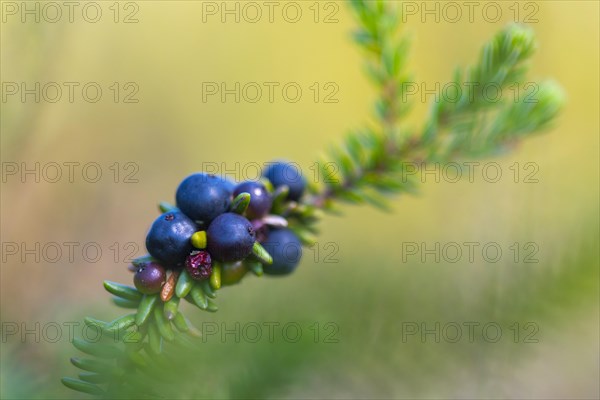 Crowberry