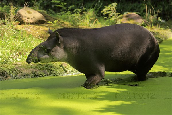 Lowland tapir