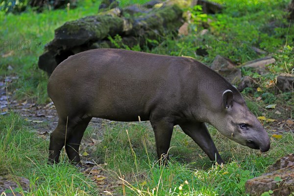 Lowland tapir