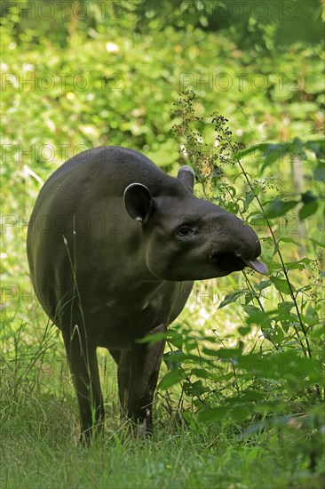 Lowland tapir