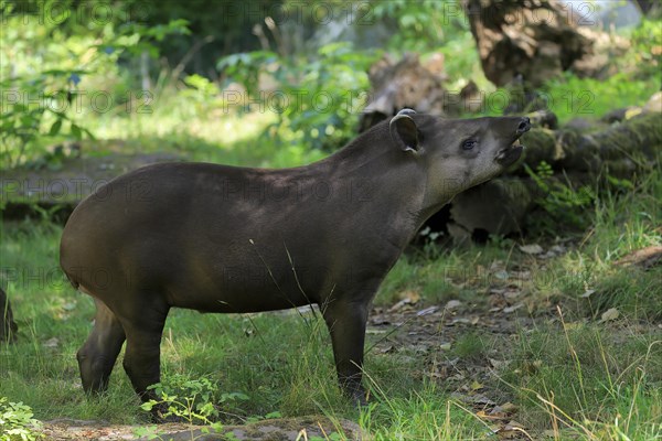 Lowland tapir