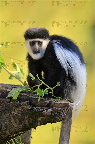 Mantled guereza